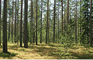 В Островецком районе введены ограничения на посещения лесов 