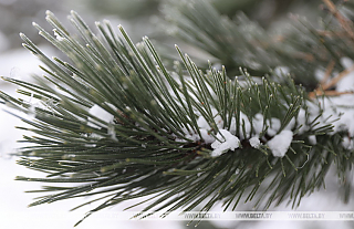 Метель и порывистый ветер ожидаются в Беларуси 8 декабря
