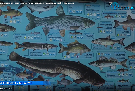 Открытие информационного центра по сохранению лососевых рыб в Беларуси (Видео)
