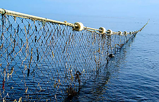 Кто в прошлом году добровольно сдал рыболовные сети