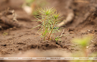 Более 18 млн деревьев высажено в рамках акции "Дай лесу новае жыццё!" Более 18 млн деревьев высажено в рамках акции "Дай лесу новае жыццё!"