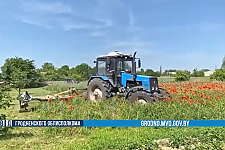Операция "Мак": почти 100 тонн наркосодержащих растений уничтожено в Гродненской области