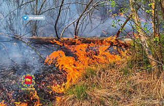 Привлекли даже вертолет. Более 120 человек тушили лесной пожар под Вороново 
