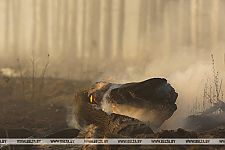 В Беларуси за сутки ликвидированы пять лесных пожаров