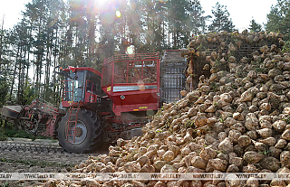 Уборку сахарной свеклы и кукурузы на зерно завершили в Беларуси