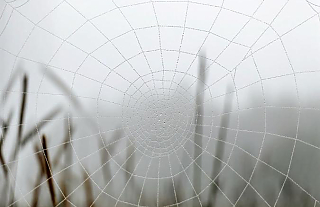 Островецкие школьники стали призёрами международного фотопроекта