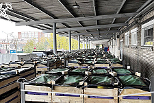 Более 80 тонн груш пытались незаконно вывезти из Беларуси 