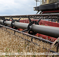 Свыше 10,2 млн тонн зерна с учетом рапса и кукурузы намолотили в Беларуси Свыше 10,2 млн тонн зерна с учетом рапса и кукурузы намолотили в Беларуси