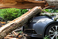 Не паркуйтесь под деревьями! На Беларусь надвигается шквалистый ветер