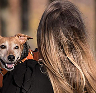 Как в Беларуси будут вычислять тех, кто не платит налог на собак и скрывает питомца