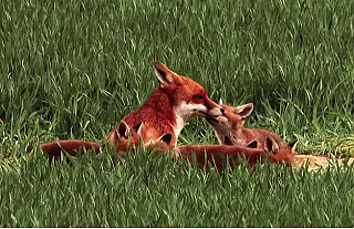 Пожарная безопасность (Профилактическая информация)