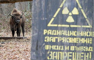 Чернобыль 40 лет спустя. В зону отчуждения вернулись животные, находящиеся под угрозой исчезновения